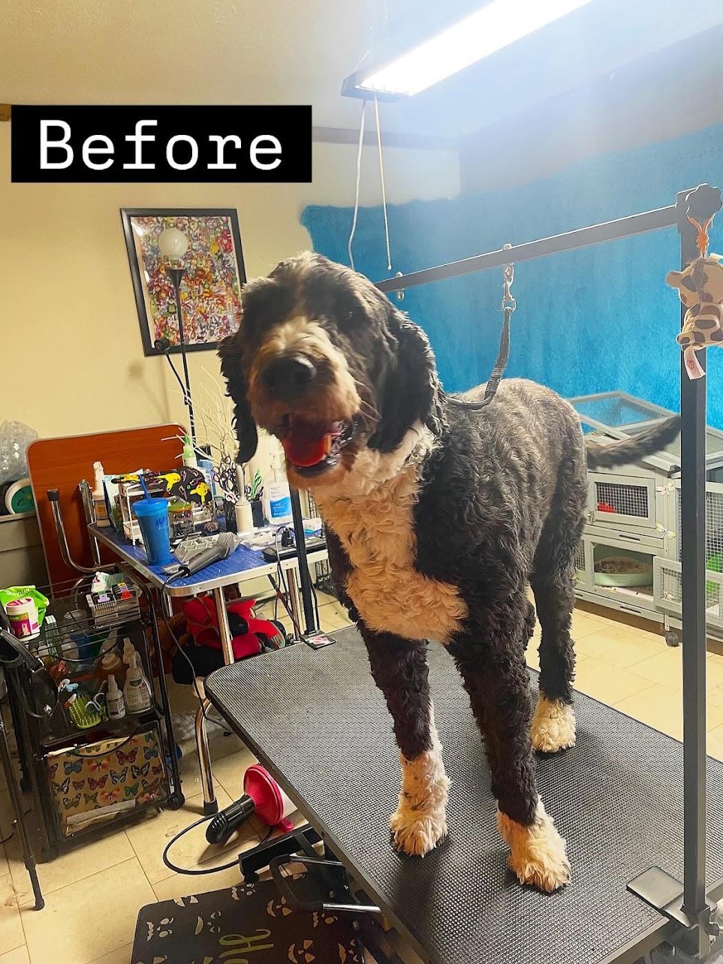 A large bernedoodle standing on the grooming table before a groom