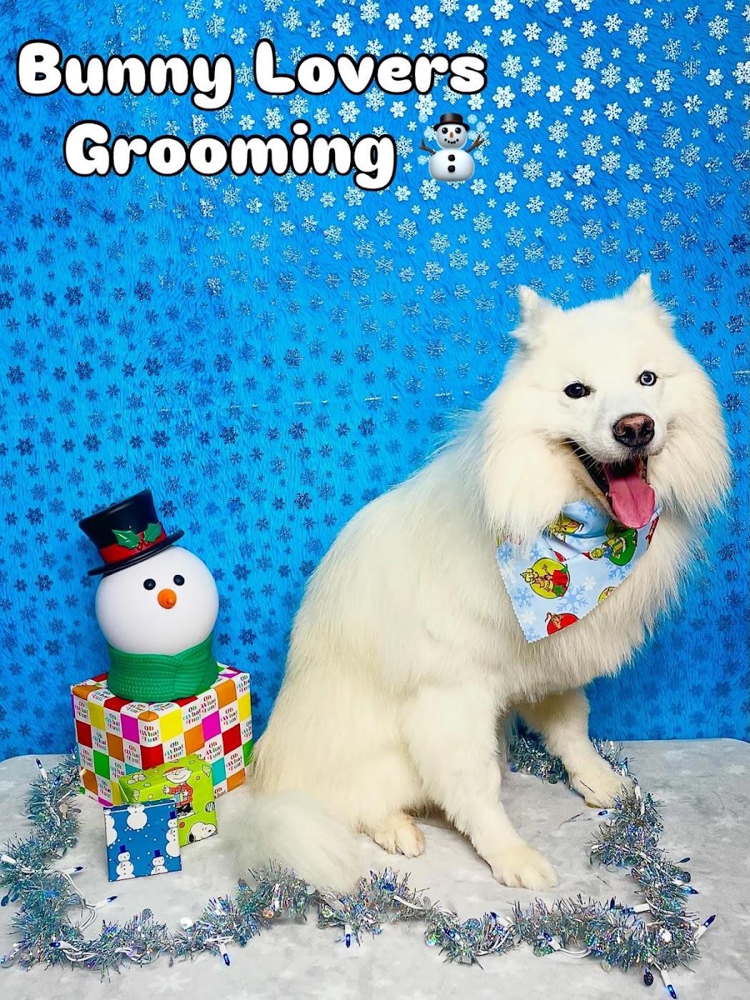 A white spitz-type dog before grooming, shaggy on the table, and after, brushed out, tidy and wearing a bandana