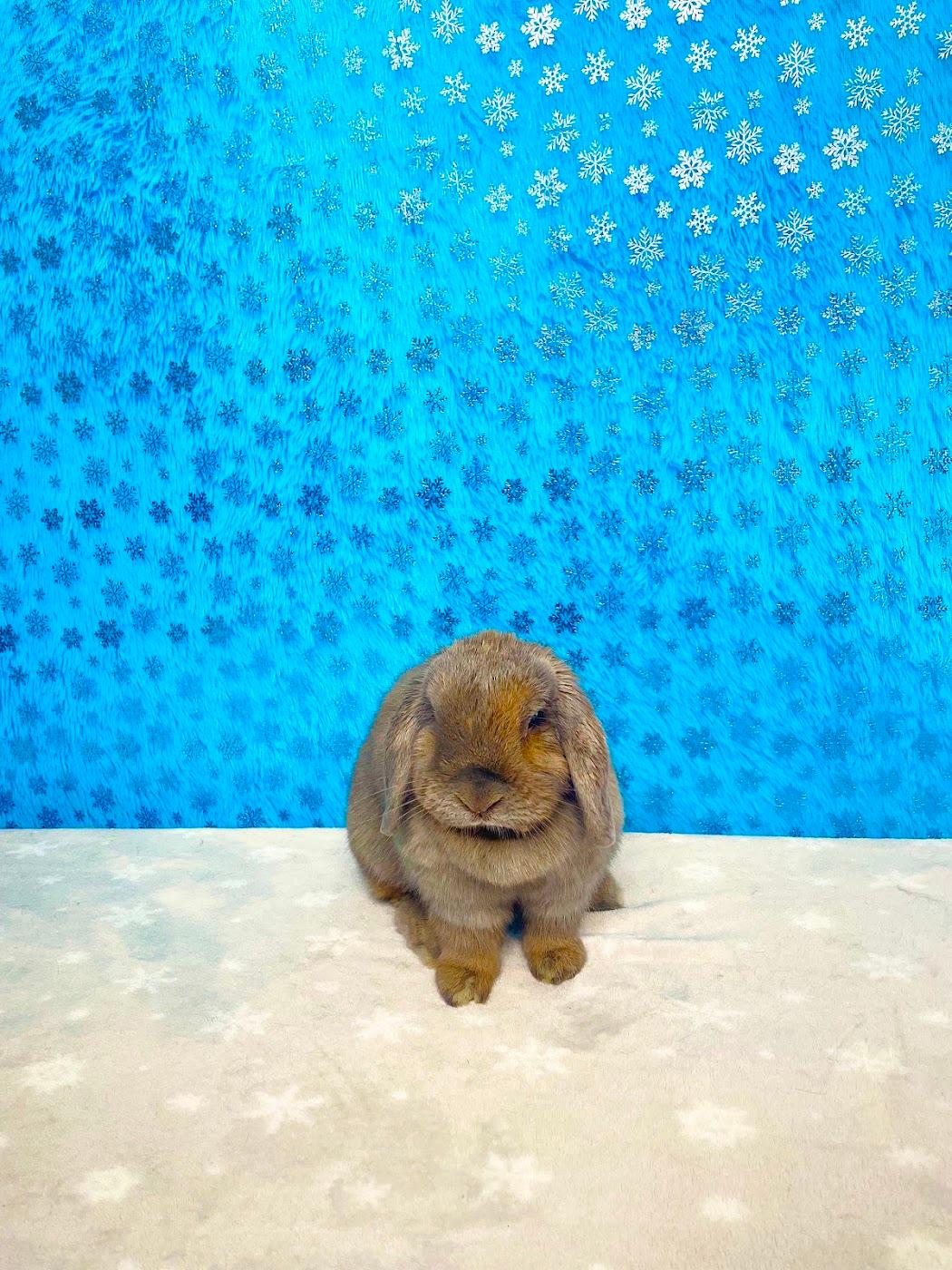 A brown lop bunny sitting neatly on a soft backdrop after a groom