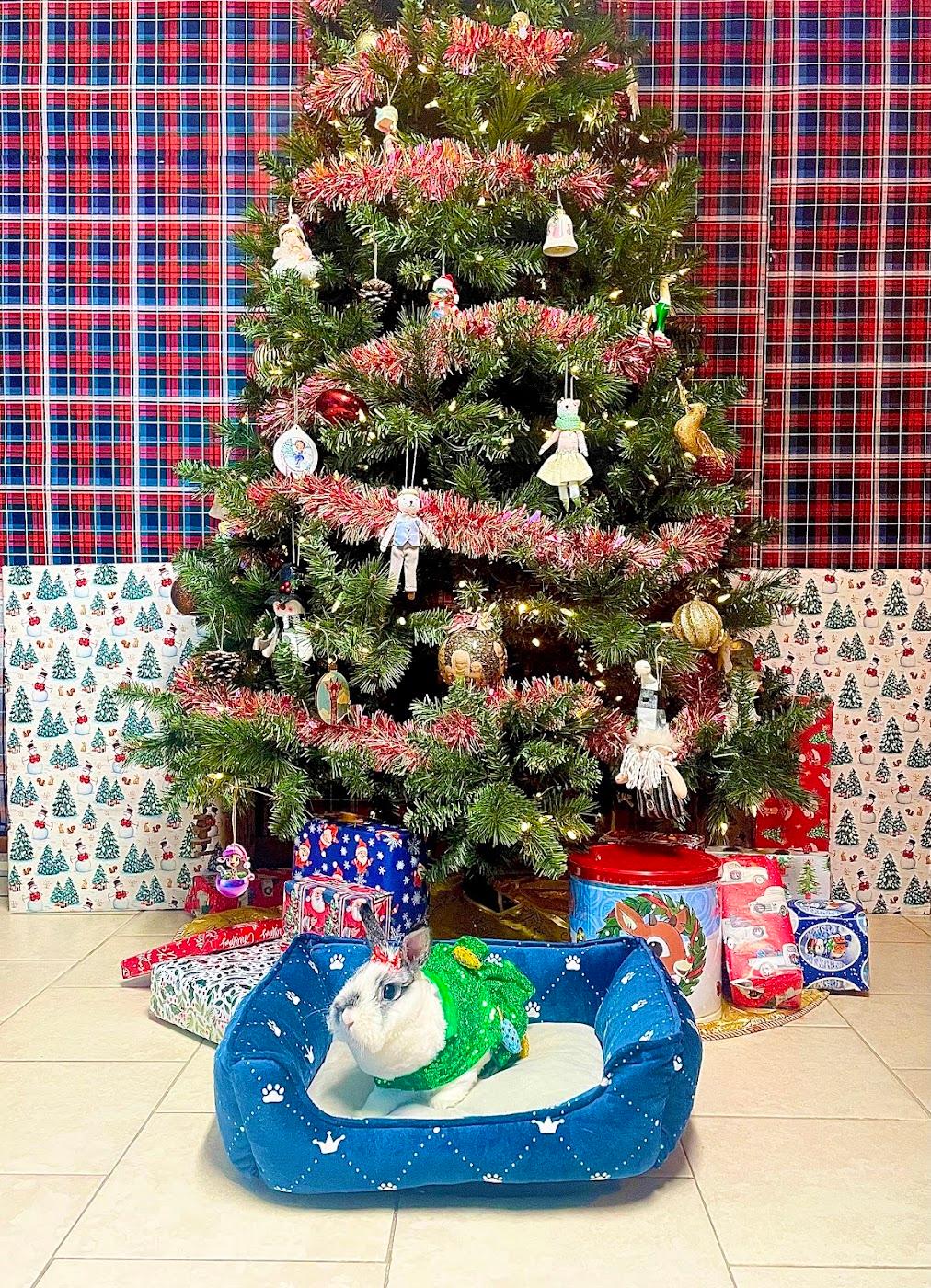 A white lop bunny in a green jumper sitting in a pet bed under a decorated Christmas tree