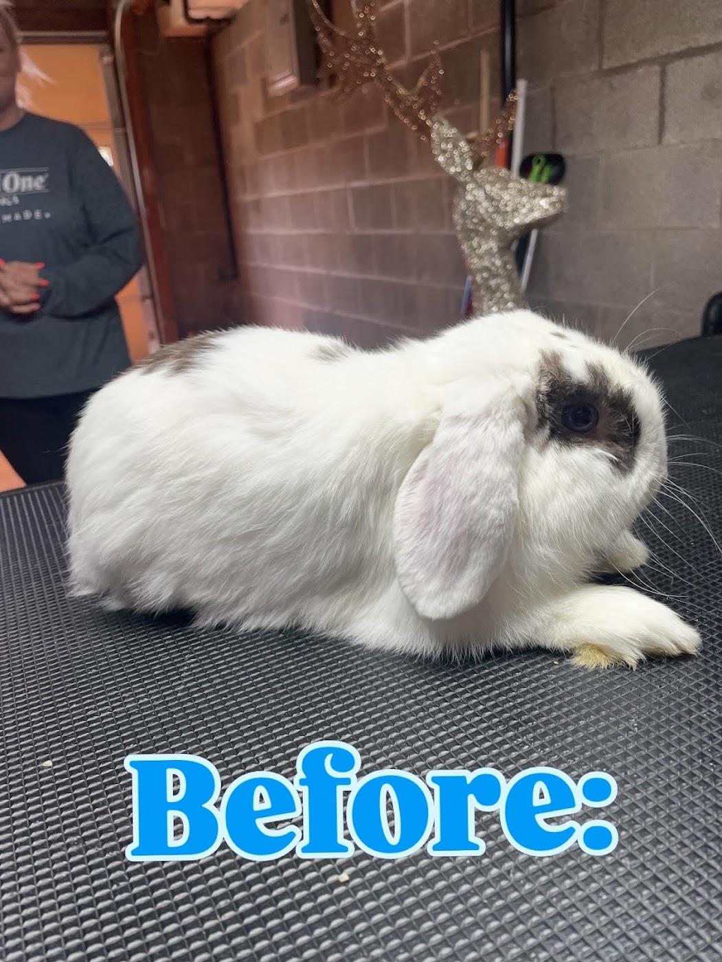 A white and brown lop bunny on the grooming table before a groom, coat long and unbrushed
