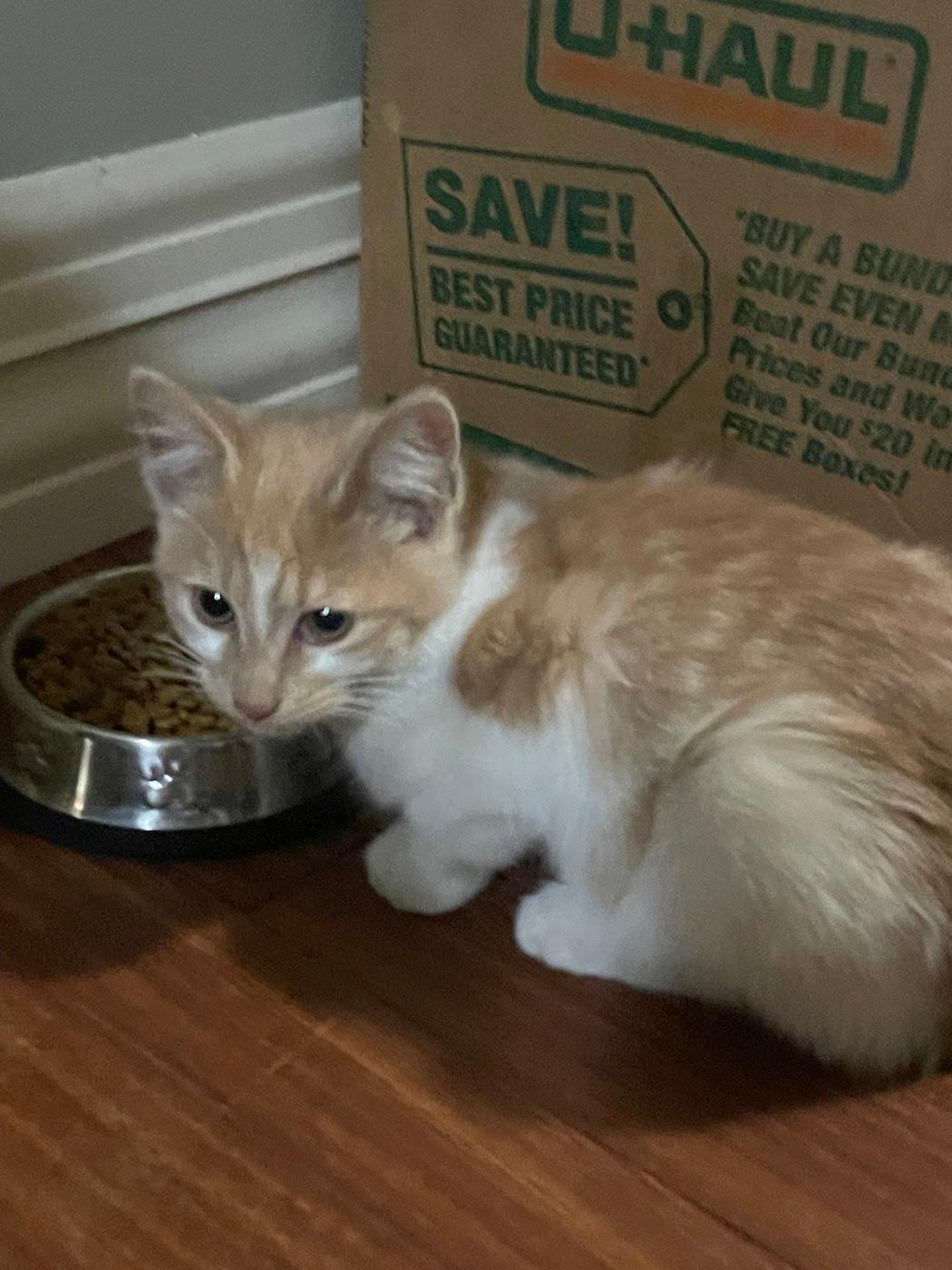 A ginger and white kitten eating from its own bowl at home during a pet sitting visit