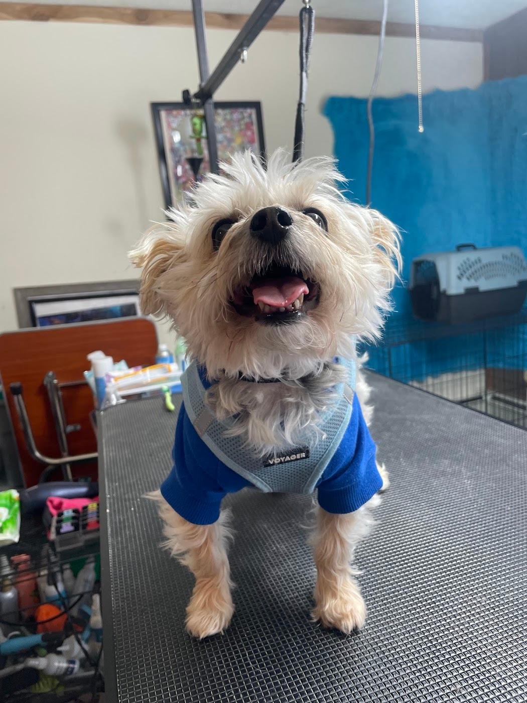 A small scruffy terrier-cross in a blue jumper, grinning on the grooming table
